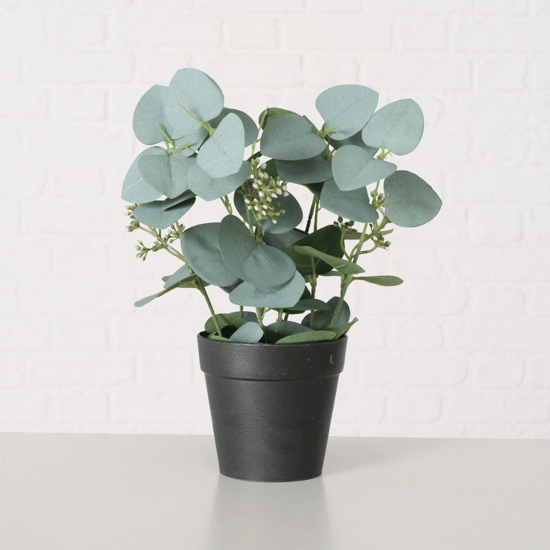 Eukalyptus potteplante, 30 cm