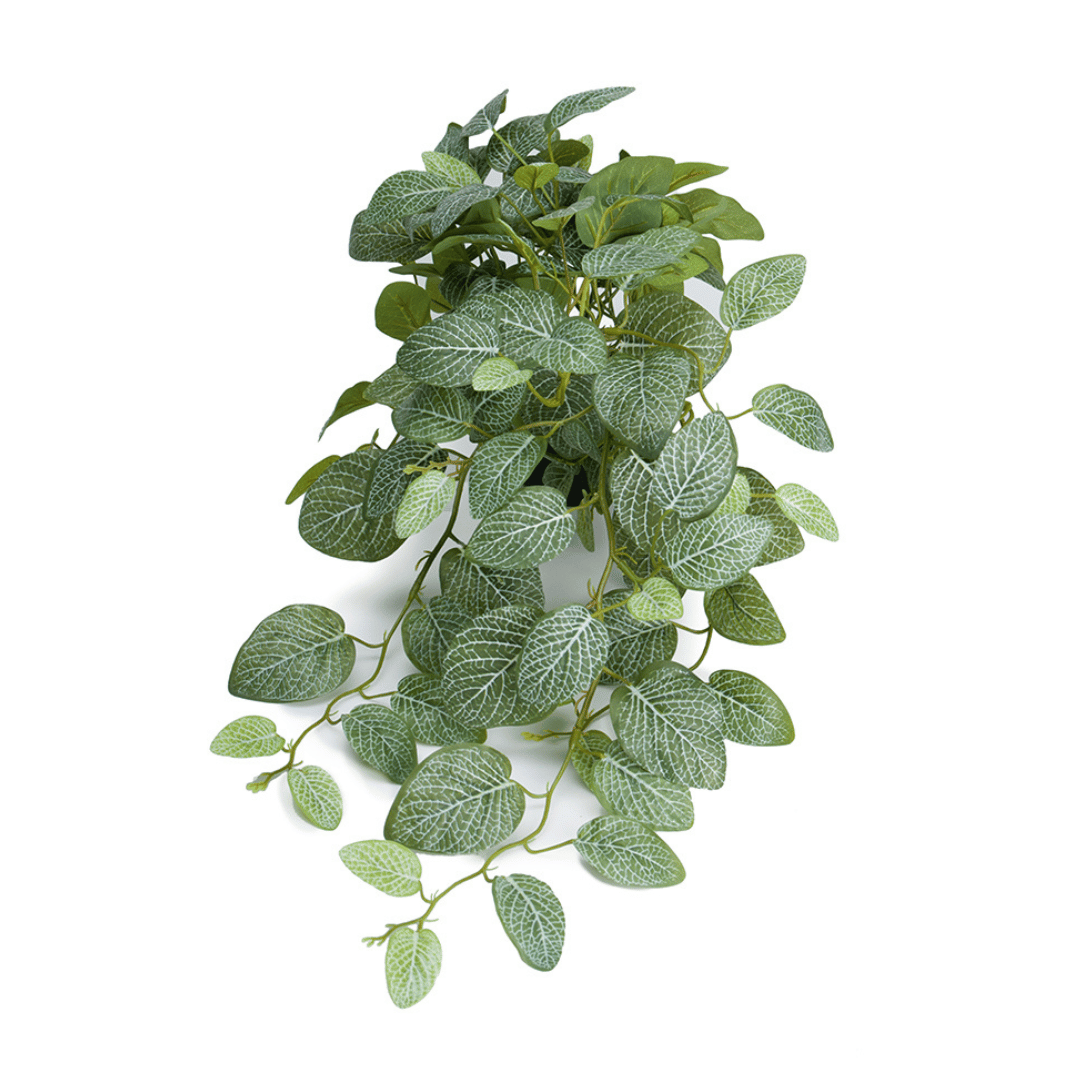 Mr. Plant Fittonia, 50 cm