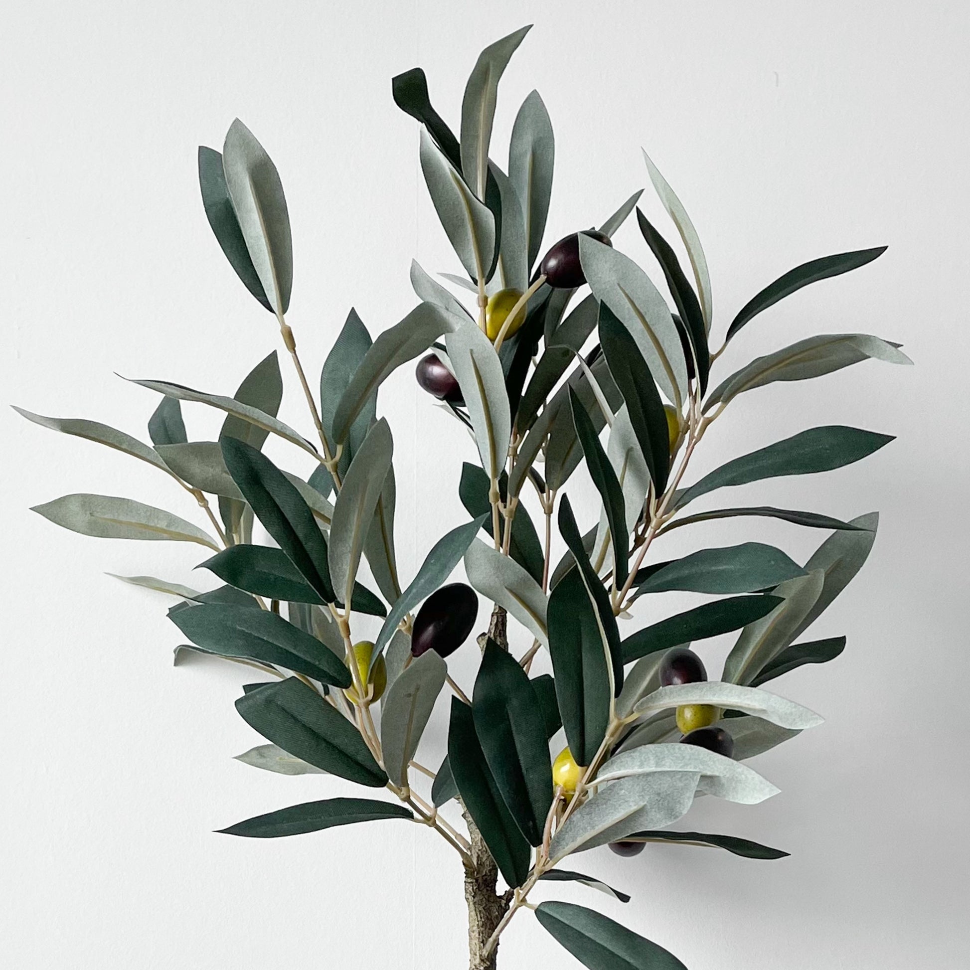 Mr. Plant Olivenplante 55 cm