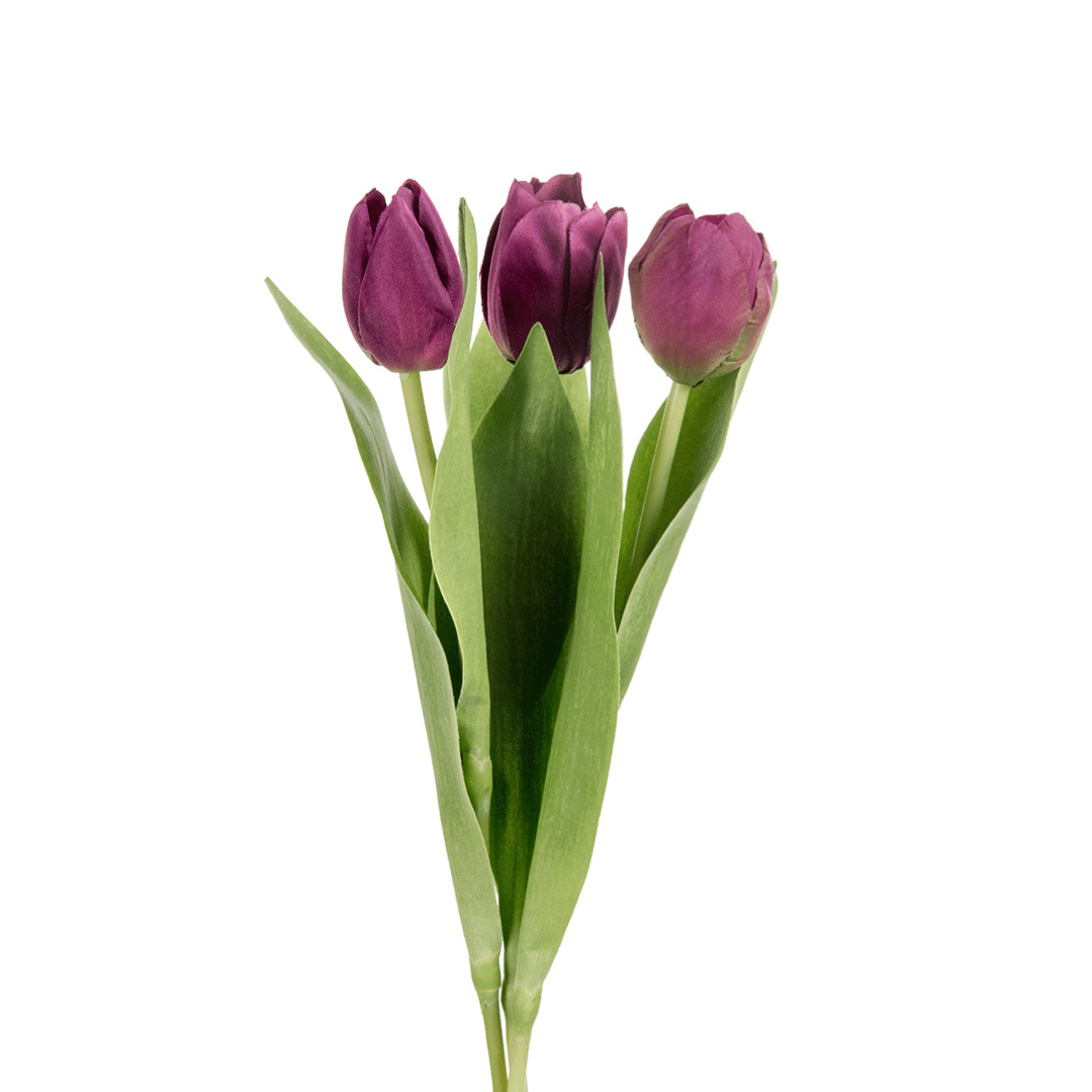 Mr. Plant Tulipan, lilla